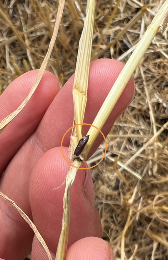 Hessian Fly Problems in Wheat NDSU Agriculture